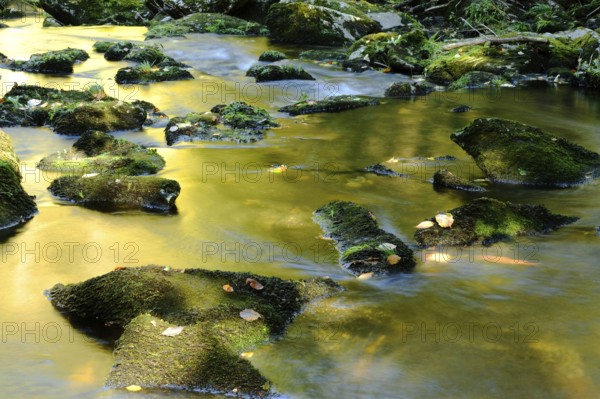 Stream with moss-covered stones in a forest in autumn, the water shines golden, Saußbachklamm, Bavarian Forest National Park