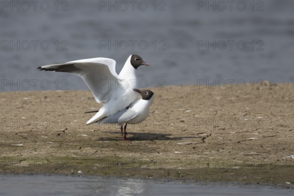 Black headed gull (Chroicocephalus ridibundus) two adult birds mating on an island by a lagoon, England, United Kingdom, Europe