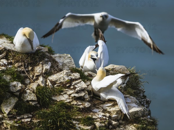 Northern Gannet, Morus bassanus, birds on cliff