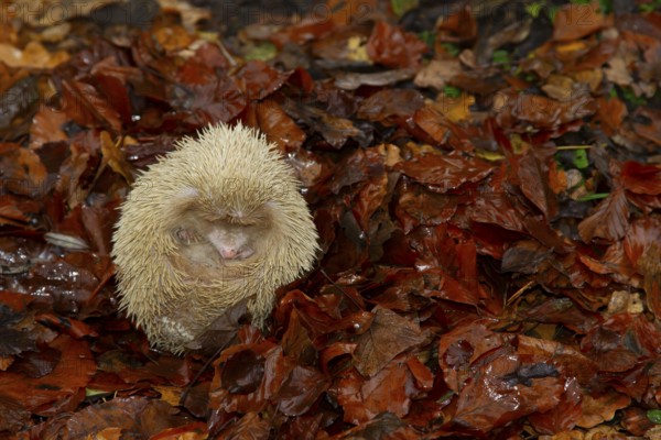 European hedgehog (Erinaceus europaeus) albino adult animal resting on fallen autumn leaves, England, United Kingdom, Europe