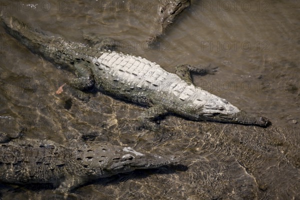 American crocodile (Crocodylus acutus) swimming in the water, from above, Rio Tarcoles, Carara National Park, Puntarenas Province, Costa Rica, Central America