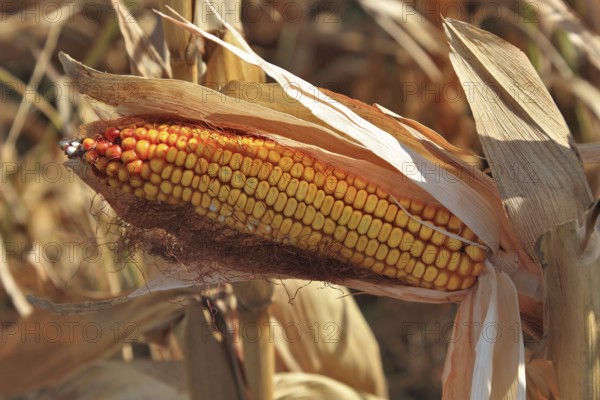 Romania, near Giurgiu in the south of the country, maize ripe for the corn corn cob harvest, Europe