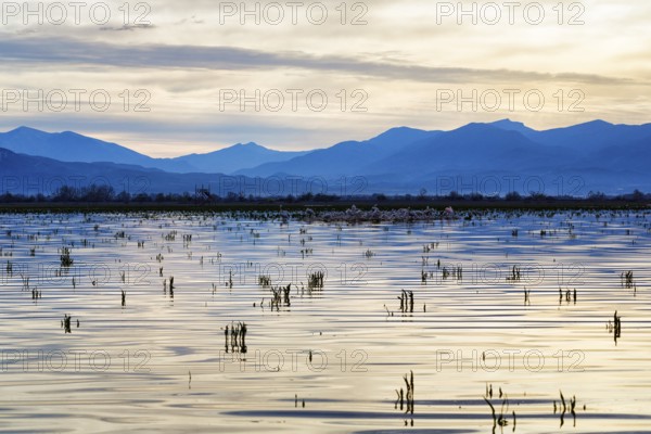 Lake Kerkini, Lake Kerkini, morning mood, silhouette, Central Macedonia, Greece, Europe