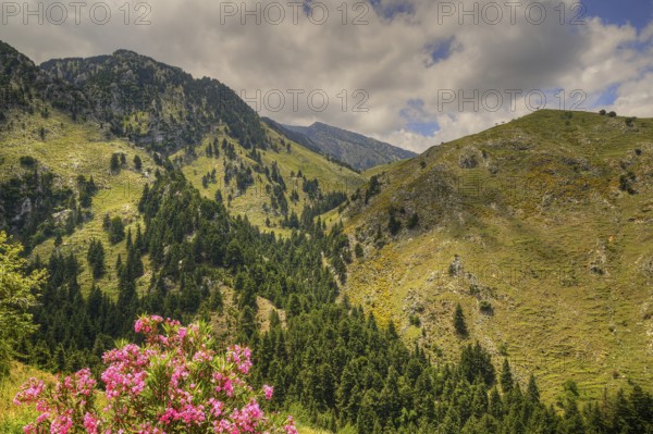 Blooming flowers in front of a picturesque mountain landscape with trees and blue sky, Lefka Ori, White Mountains, mountain massif, West, Crete, Greece, Europe