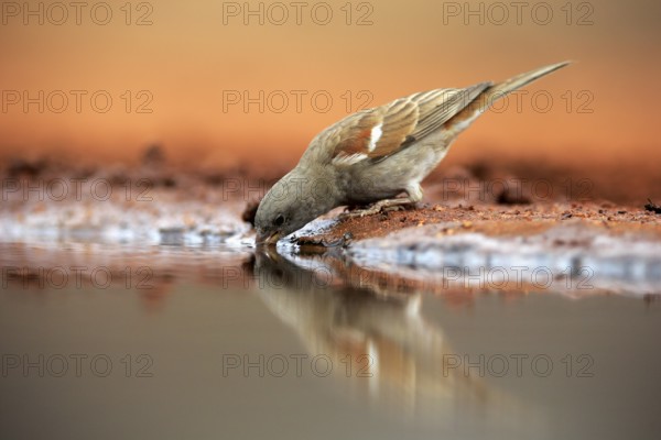 Northern grey-headed sparrow (Passer griseus), adult, at the water, drinking, Kruger National Park, Kruger National Park, Krugerpark, South Africa, Africa