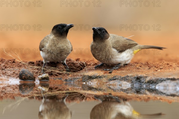 Grey bulbul (Pycnonotus barbatus), adult, pair, at the water, Kruger National Park, Kruger National Park, Krugerpark, South Africa, Africa