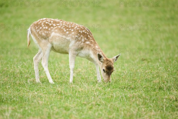 European fallow deer (Dama dama) hind standing on a meadow, tirol, Kitzbühel, Wildpark Aurach, Austria, Europe