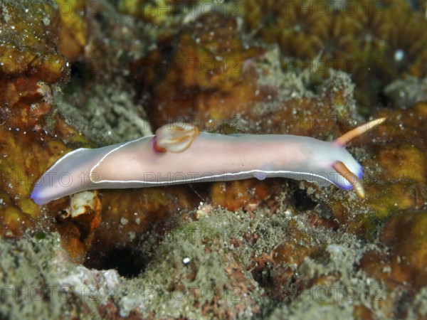 Elongated pink nudibranch, Bullock's starfish (Hypselodoris bullockii), on a red-brown background. Dive site Prapat, Penyapangan, Bali, Indonesia, Asia