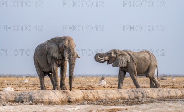 African elephant (Loxodonta africana), two elephants at the waterhole, in the evening light, Nxai Pan National Park, Botswana Botswana