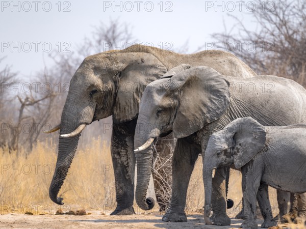 African elephant (Loxodonta africana), three elephants with young, standing in a row according to size, funny, Nxai Pan National Park, Botswana Botswana