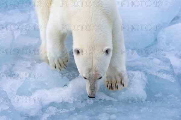 Polar bear (Ursus maritimus) on the pack ice at 82 degrees north, Spitsbergen Island, Svalbard and Jan Mayen archipelago, Norway, Europe