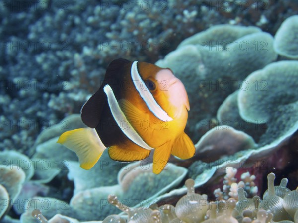 A bright Clark's anemonefish (Amphiprion clarkii) swimming over a coral reef, dive site Toyapakeh, Nusa Ceningan, Nusa Penida, Bali, Indonesia, Asia