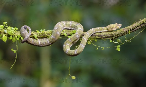 Griffin-tailed lance adder (Bothriechis schlegelii), green variety, sitting on a branch, Heredia province, Costa Rica, Central America