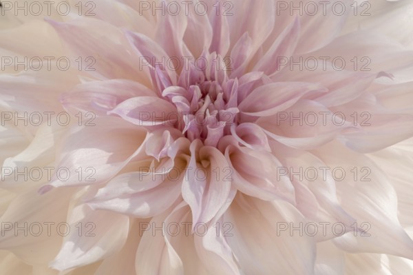 Cafe au Lait dahlias flower blossoms in a public garden. Close-up dahlias, daylight. Selestat, Bas Rhin, Alsace, France, Europe