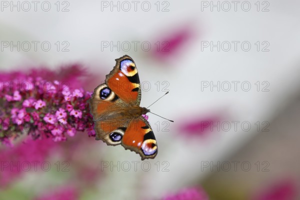 Peacock butterfly (Inachis io) sucking nectar on butterfly bush (Buddleja davidii), in a natural environment in the wild, close-up, wildlife, insects, butterflies, butterflies, Wilnsdorf, North Rhine-Westphalia, Germany, Europe