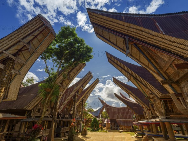 Traditional Toraja houses, Limbong village, Tana Toraja, Sulawesi, Indonesia, Asia