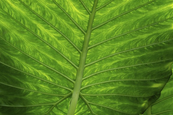 Detailed green leaf with pronounced veins and lively structure, Princess of Wales Conservatory, Royal Botanic Gardens (Kew Gardens), UNESCO World Heritage Site, Kew, Greater London, England, United Kingdom, Europe
