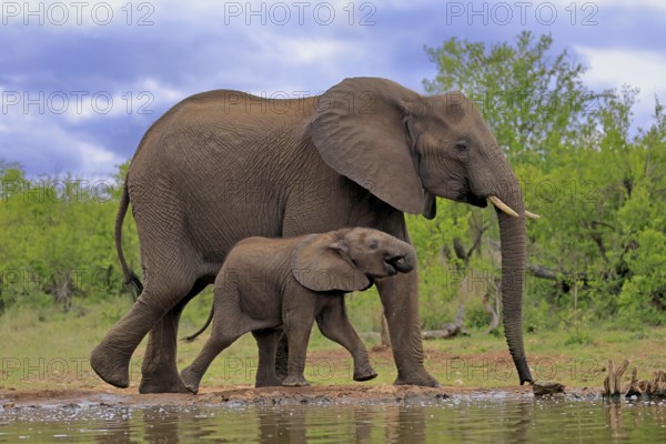 African elephant (Loxodonta africana), juvenile, mother, adult, female, mother with juvenile, at the water, drinking, Kruger National Park, Kruger National Park, South Africa, Africa