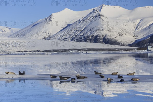 Seals lying on ice floe, mountains, sunny, winter, Jökulsarlon, Iceland, Europe