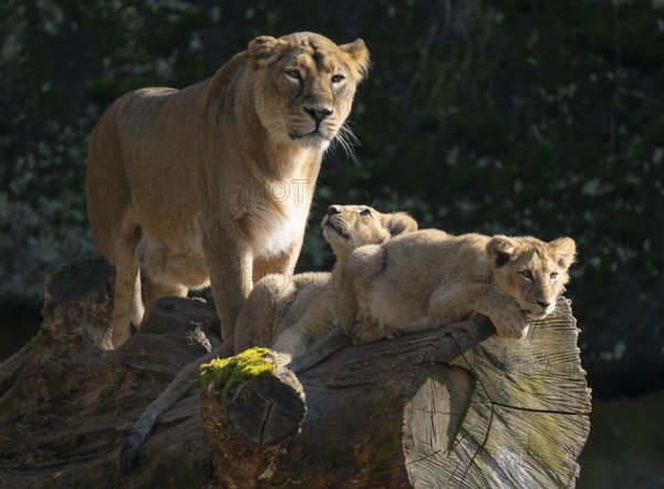 Asiatic Lion (Panthera leo persica), female, mother and her two cubs on a tree trunk, occurring in India, captive