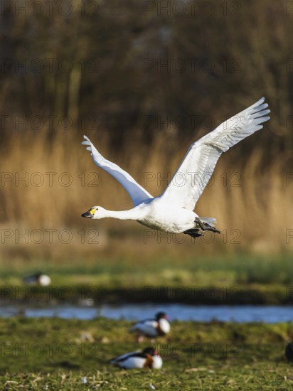 Tundra Swan, Bewick's Swan, Cygnus columbianus in flight at winter in Slimbridge, England, United Kingdom, Europe