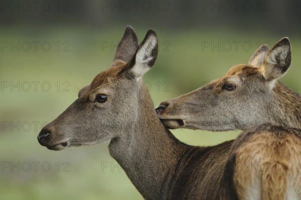 Two stags standing head to head in the forest, showing tender interaction, red deer (Cervus elaphus), Bavaria