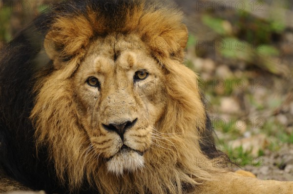 A reclining lion with a magnificent mane looks attentively into the camera, surrounded by grass, Asiatic Lion (Panthera leo persica), captive