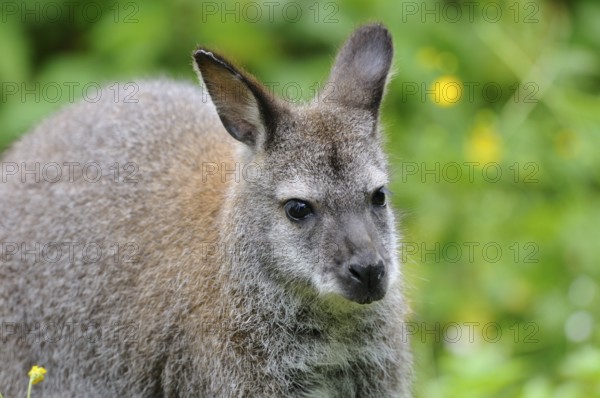Kangaroo in natural environment with attentive expression and green background, red-necked wallaby (Macropus rufogriseus rufogriseus), captive
