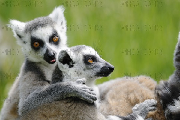 Two lemurs in a close embrace on a green meadow, one licking the other, Ring-tailed Lemur (Lemur catta), Augsburg Zoo