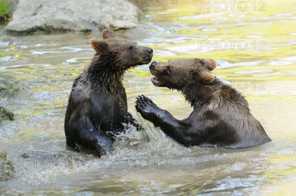 Two young bears fighting in shallow water, Eurasian brown bear (Ursus arctos arctos), Bavarian Forest National Park