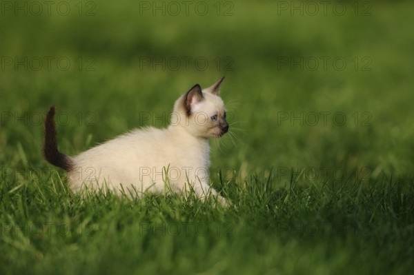 Kitten lying playfully on a green meadow in the sunshine, domestic cat (Felis catus), Siamese cat, Siamese Seal Point, Bavaria