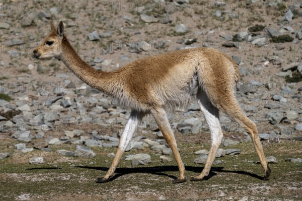 Vicuña (Lama vicugna), Catamarca Province, Argentina, South America