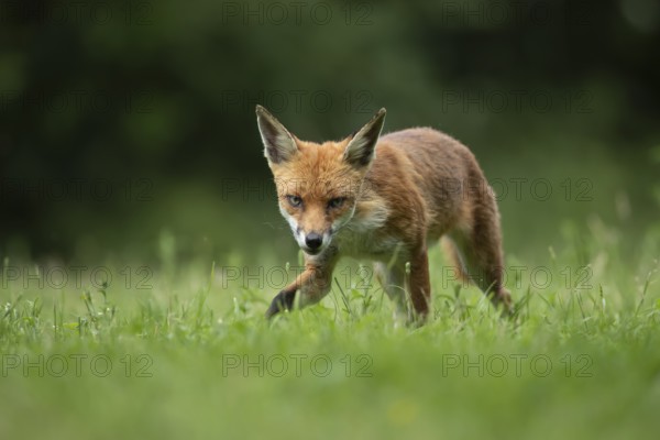 Red fox (Vulpes vulpes) adult animal walking in grassland in the summer, England, United Kingdom, Europe
