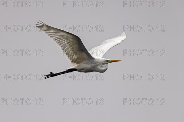 Elegant bird in flight with outstretched wings against a grey background, Great White Egret (Ardea alba, Syn.: Casmerodius albus, Egretta alba), wildlife, Germany, Europe