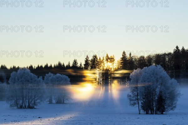 Birches (Betula), birch family (Betulaceae), sunlit veil of mist, light refraction, sun rays in spectral colours, winter, Irndorfer Hardt, Upper Danube nature park Park, Baden-Württemberg, Germany, Europe