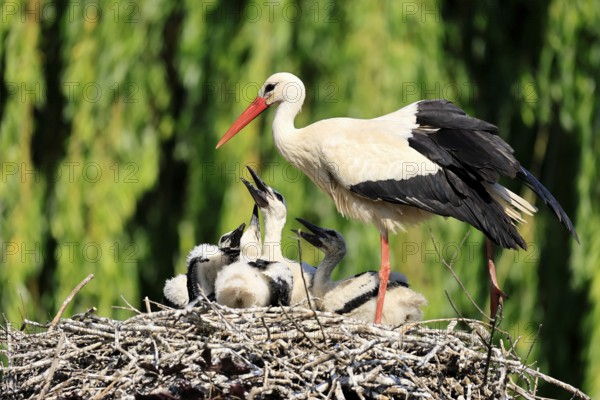 White stork (Ciconia ciconia), adult, juvenile, chick, nest, family, Heidelberg, Germany, Europe