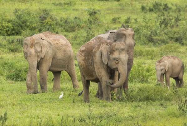 Indian elephants (Elephas maximus indicus), Khiri Khan, Hua Hin, Kui Buri National Park, Thailand, Asia