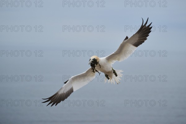 Northern gannet (Morus bassanus) flying over the sea with nesting material in its beak, wildlife, Helgoland, Germany, Europe