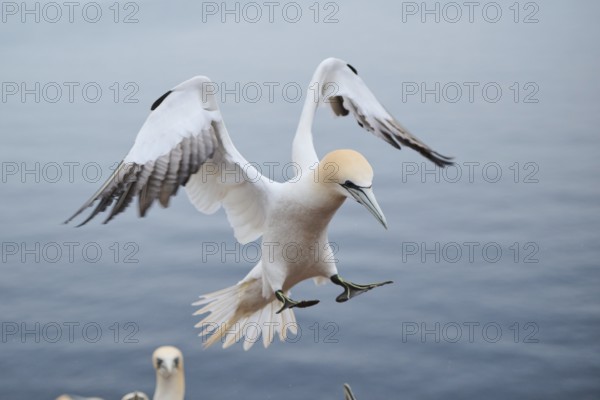 Northern gannet (Morus bassanus) landing, wildlife, Heligoland, Germany, Europe