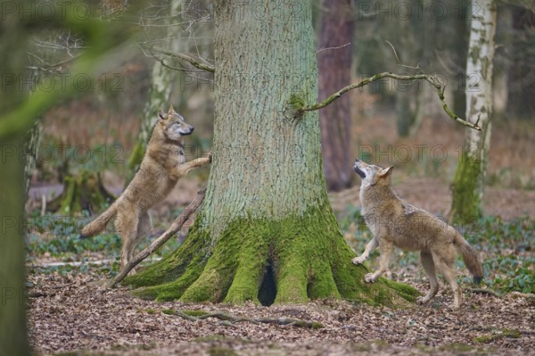 Wolf (Canis lupus), two wolves exploring a moss-covered tree trunk in a dense forest, Germany, Europe