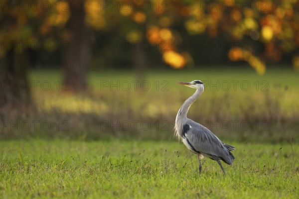Grey heron (Ardea cinerea), animal portrait, autumn, Rosensteinpark, Stuttgart, Baden-Württemberg, Germany, Europe