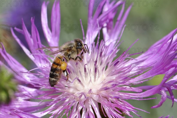 European honey bee (Apis mellifera), collecting nectar from a flower of lavender (Lavandula angustifolia), close-up, macro photograph, Wilnsdorf, North Rhine-Westphalia, Germany, Europe