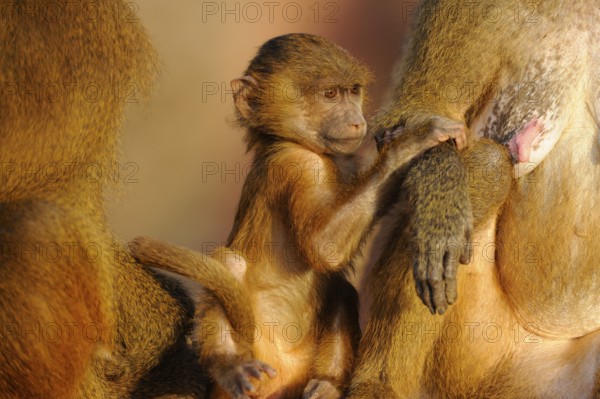 A baboon cub clings protectively to its mother, showing the familial bond and care in the animal world, Guinea baboon (Papio papio), captive