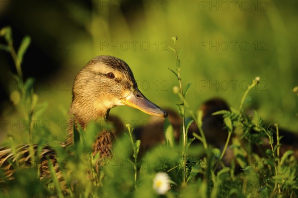 In the evening light a duck with chicks lies in the grass, Mallard (Anas platyrhynchos), Franconia