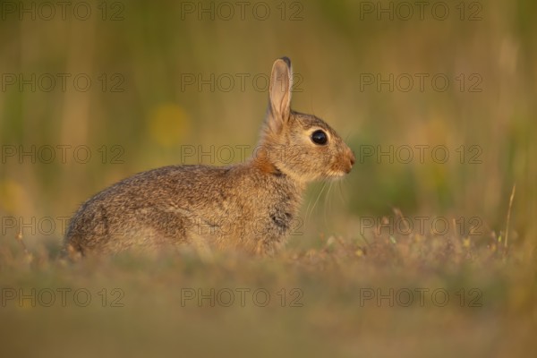 Rabbit (Oryctolagus cuniculus) wild adult animal resting in grassland, England, United Kingdom, Europe