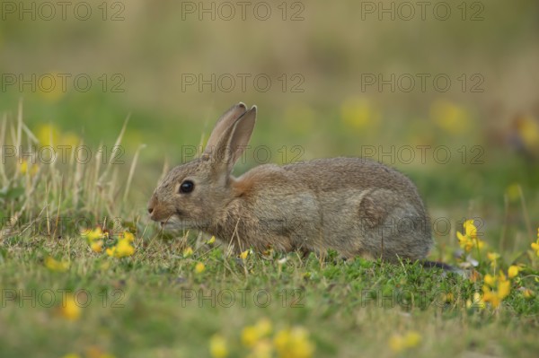 Rabbit (Oryctolagus cuniculus) wild adult animal in grassland with yellow summer flowers, England, United Kingdom, Europe