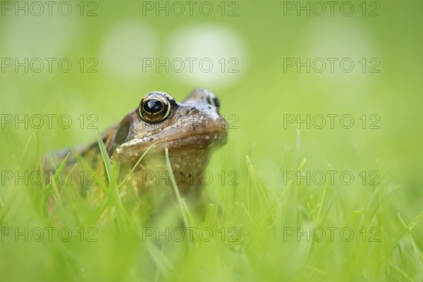 Common frog (Rana temporaria) adult amphibian on grass of a garden lawn, England, United Kingdom, Europe