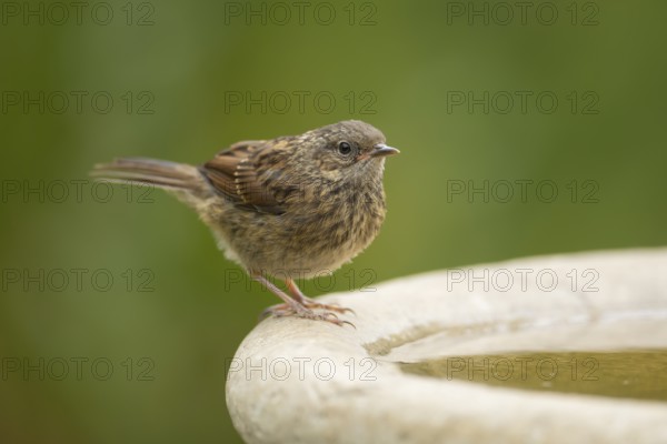 Dunnock or Hedge sparrow (Prunella modularis) adult bird at a garden water bird bath, England, United Kingdom, Europe