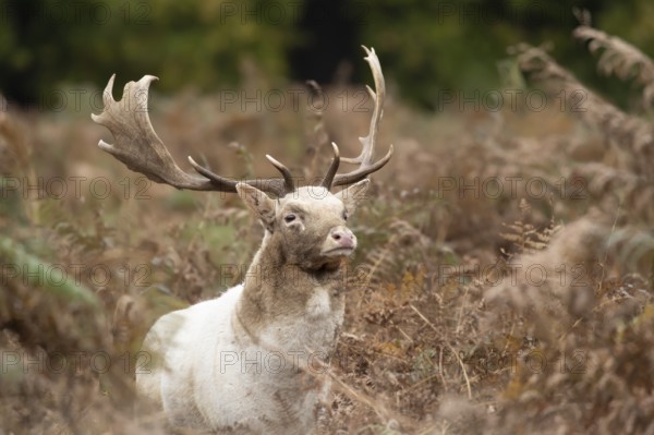 Fallow deer (Dama dama) adult male buck amongst bracken, England, United Kingdom, Europe