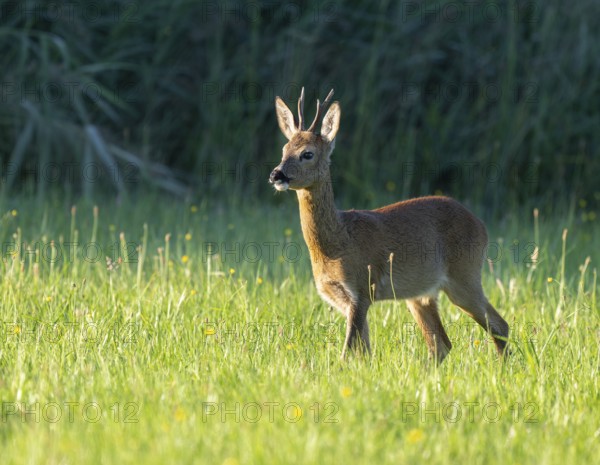 Roe deer (Capreolus capreolus), roebuck standing in a meadow and looking attentively, wildlife, Lower Saxony, Germany, Europe